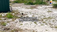 Study Abroad Student Finds A Puppy On The Beach  And... ️ _ The Dodo
