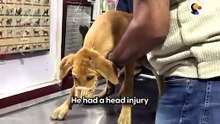 Dog Almost Run Over Is A Total Miracle _ The Dodo