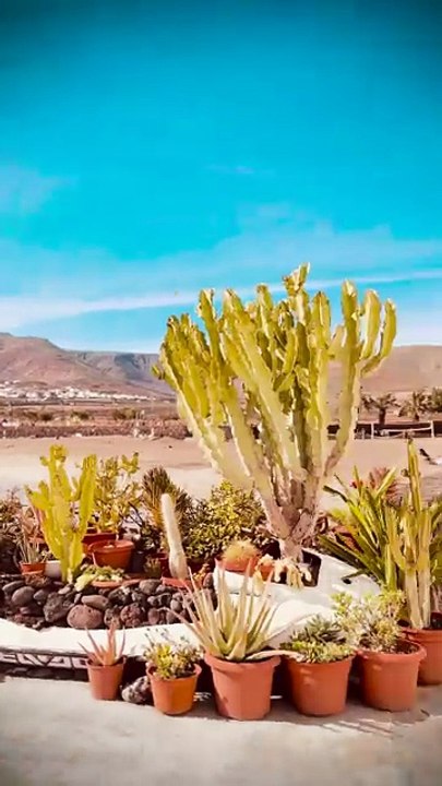 Youtube Video: https://youtube.com/shorts/sAAtVAvqI9E?feature=share