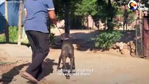 _Aggressive_ Chained Up Dog Follows Her Mom Everywhere Now _ The Dodo