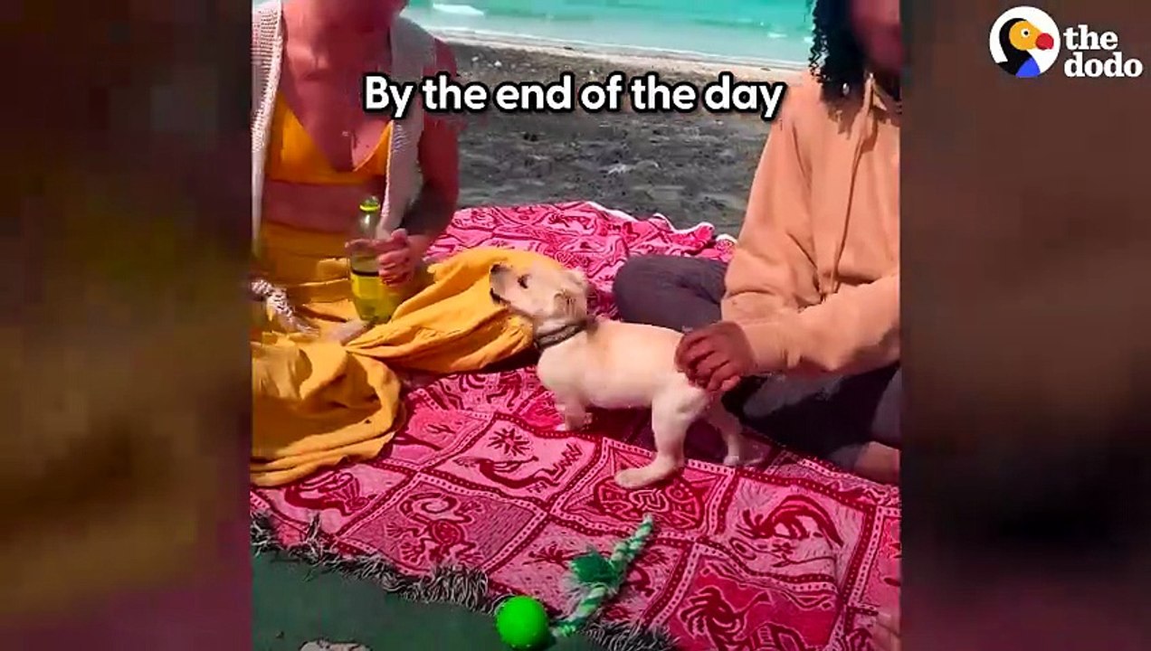 A Couple Camping In The Desert Hears Cries In A Bush...And Finds A Puppy _ The Dodo