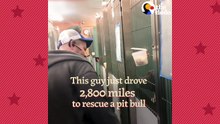 Guy Drives 2 800 Miles To Rescue A Pit Bull _ The Dodo Pittie Nation