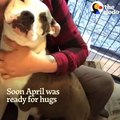 Mama Pit Bull Rescued by Family Who Drives Across The Country To Adopt Her _ The Dodo Pittie Nation