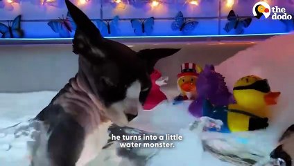 Cat Loves Taking Bubble Baths And Splashing The Water  _ The Dodo