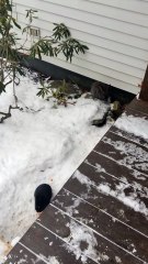 hippity-hoppity, void floof porchocity | #SparklegleamFarm #Bunny #homestead #rabbit #farmanimals #cute