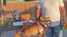 Corgi Knows When It s Time To Start Grilling And Chilling _ The Dodo