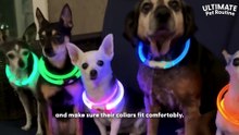 Woman Hosts Raves For Senior Dogs Every Single Night _ The Dodo