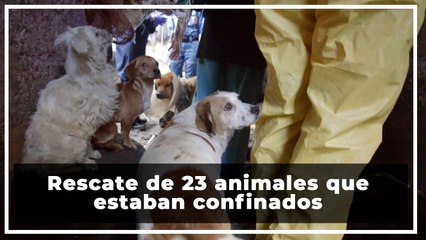 Acumuladores vivían con más de 36 animales en Bogotá. Fueron rescatados 23 de ellos