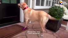 Labrador Runs Off Every Day To Visit Her Next-Door Neighbor _ The Dodo