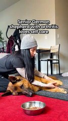 10-Year-Old German Shepherd Loves His Massages _ The Dodo