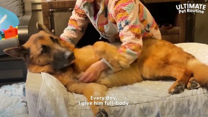 10-Year-Old German Shepherd Loves His Massages _ The Dodo