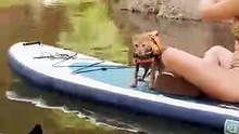 Dog And Cat Siblings Love Paddleboarding Together _ The Dodo