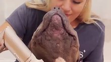 Paralyzed Pittie Loves Bath Time With His Mama _ The Dodo
