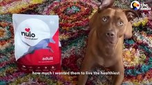 Pittie Taught Her Mom To Take Care Of Her Mental Health _ The Dodo