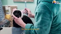 Dog Has Ultimate Nighttime Self-Care Routine With Mom _ The Dodo