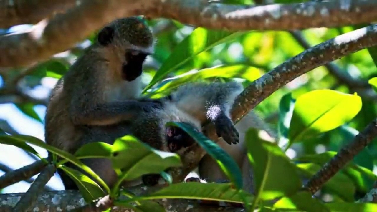 WILD ANIMALS-1