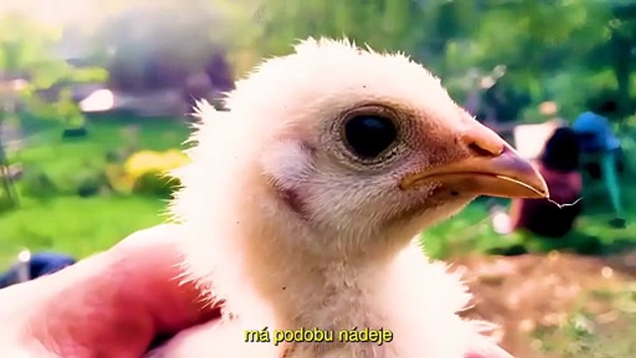 Between the valleys, between the hills. In the footsteps of the future sound of Slovakia. | movie | 2025 | Official Trailer