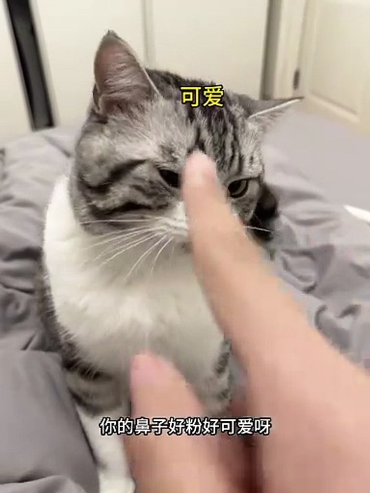 Cute but chaotic: the evil cat experience 😹