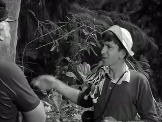 Gilligan's Island - S1xE12 - Birds Gotta Fly, Fish Gotta Talk