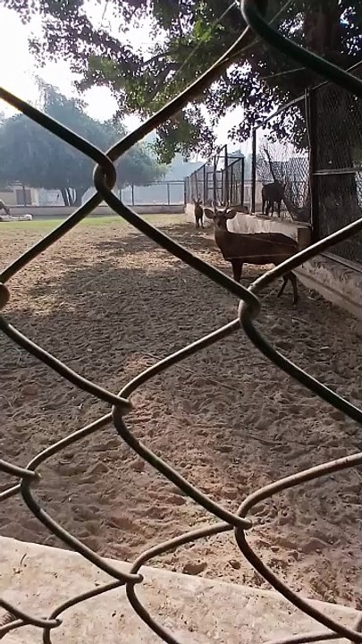 Deers in a zoo