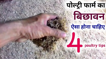 पोल्ट्री फार्म का बिछावन ऐसा होना चाहिए | desi poultry farm | desi murgi palan
