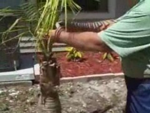 Curb Appeal Landscaping When Selling a Home