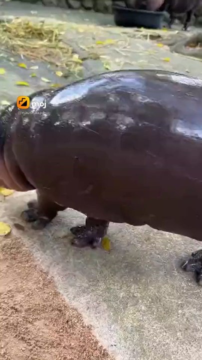 hippo