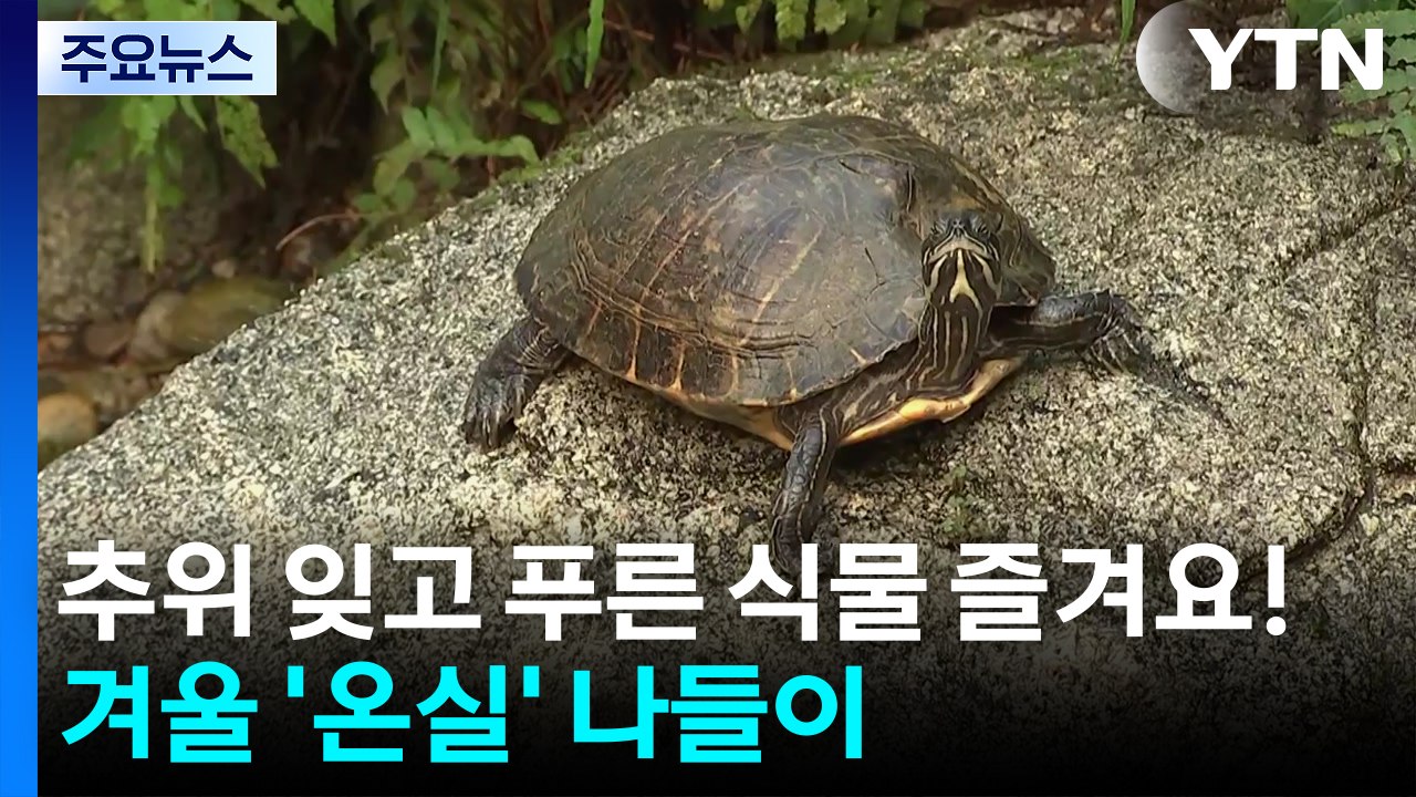 추위 잊고 푸른 식물 즐겨요!...겨울 ’온실’ 나들이 / YTN
