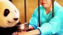 Sang induk panda rela menukarkan susu tubuhnya demi si bayi.