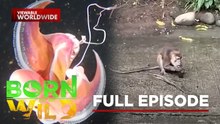 A Rare Octopus and Wild Monkey Encounter | Born To Be Wild (Full Episode)