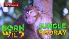 Agresibong Unggoy, Inireklamo ng Komunidad sa Bataan | Born To Be Wild
