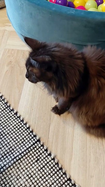 More Tired Than The Baby After Playing :) #cat #funny #cute #playing #viralcats