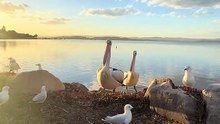 Pelicans in Australia 🇦🇺