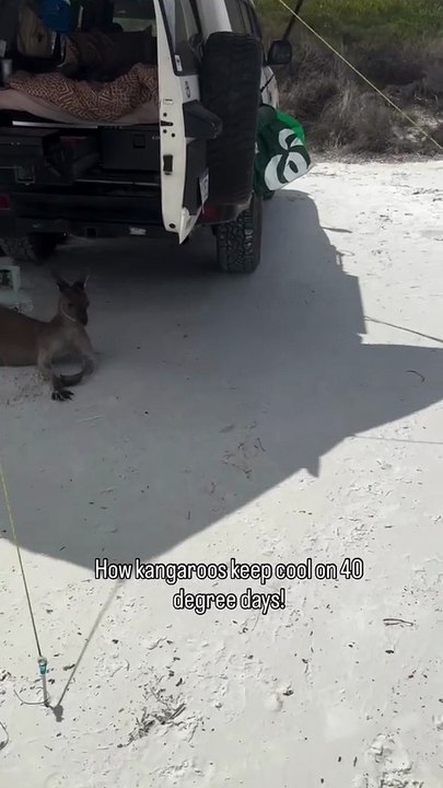 Australian kangaroo