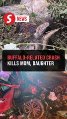 Mother and daughter killed in crash involving buffalo, car, 4WD in Tangkak