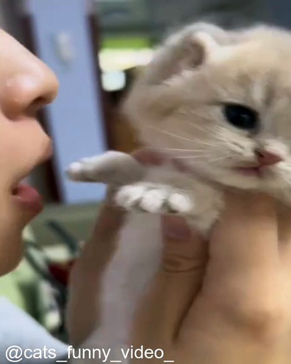 Hilarant ! Des Chats Qui Détruisent Tout_1763403041