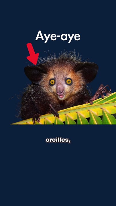 Le AYE-AYE a la main la plus bizarre ! #ayeaye #main #bizarre #animaux #nature