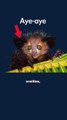 Le AYE-AYE a la main la plus bizarre ! #ayeaye #main #bizarre #animaux #nature