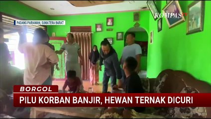 Miris! Ternak Milik Korban Banjir Padang Pariaman Dicuri saat Bencana Melanda