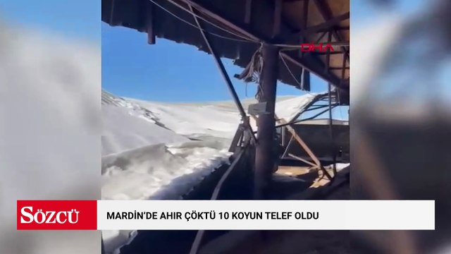 Mardin’de ahır çöktü: 10 koyun telef oldu