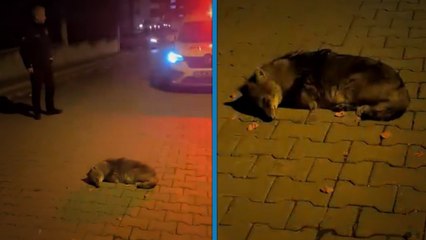 Samsun'da bitkin halde bulunan yavru çakal, tedaviye alındı