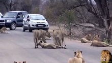 Largest lion pride Ever Blocking Road in Kruger park