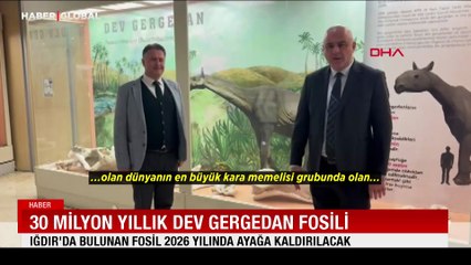 30 milyon yıllık dev gergedan fosili: 2026 yılında ayağa kaldırılacak
