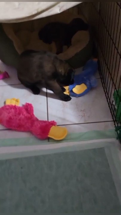 Warning ⚠️ Too cute, too fun!Squeak • Chew • Play all day 🦆👉 Buy now on our website