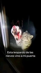 Yaralı bir kar leoparı yardım istedi... ama yardım isteyen o değildi ve işte olanlar: