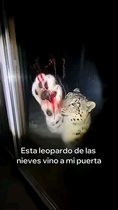 Yaralı bir kar leoparı yardım istedi... ama yardım isteyen o değildi ve işte olanlar: