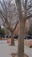 La afición del Betis ya está en los aledaños del Bernabéu para el Madrid-Betis