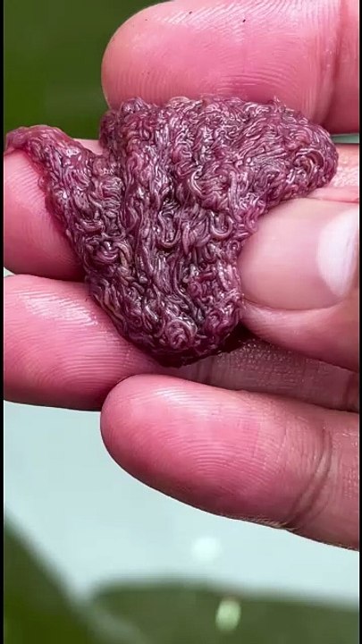 The Tiny Monster That Cleans Our Planet🌍 #facts #shorts #viral