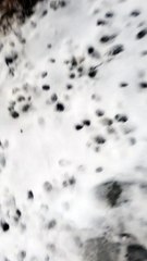 The void floof continues its relentless demands of affection even in ucky slushy weather. | #SparklegleamFarm #Bunny #farm #rabbit #farmanimals #cute