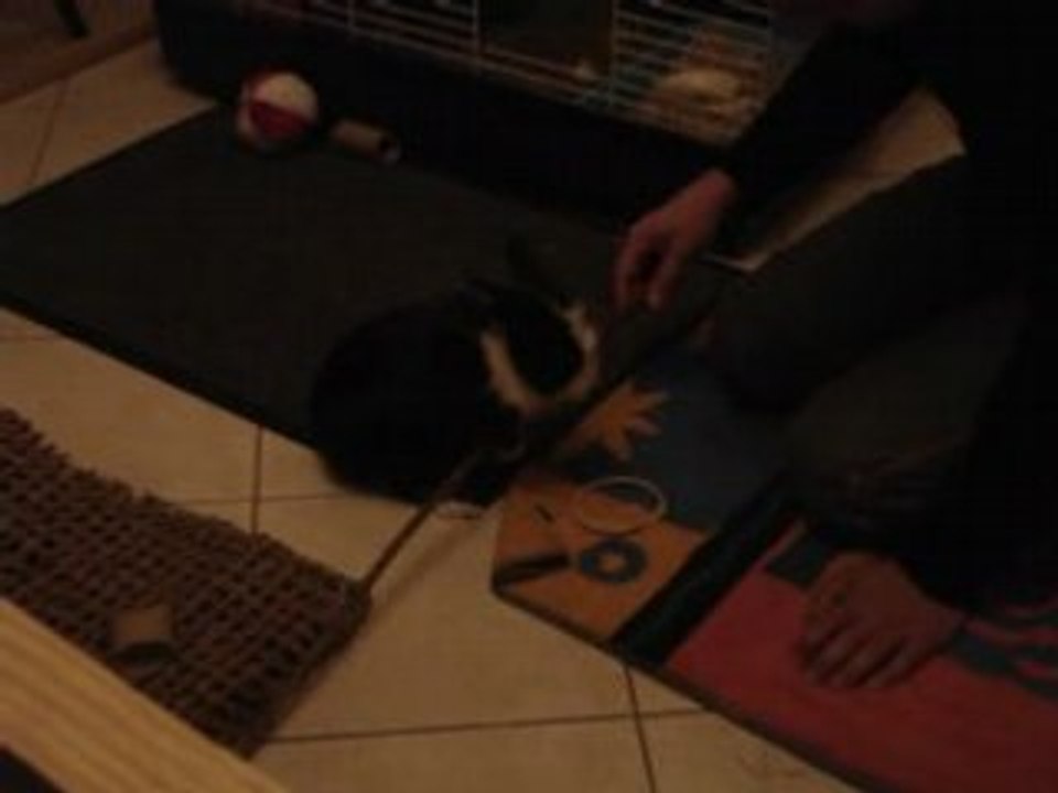 lapin joueur